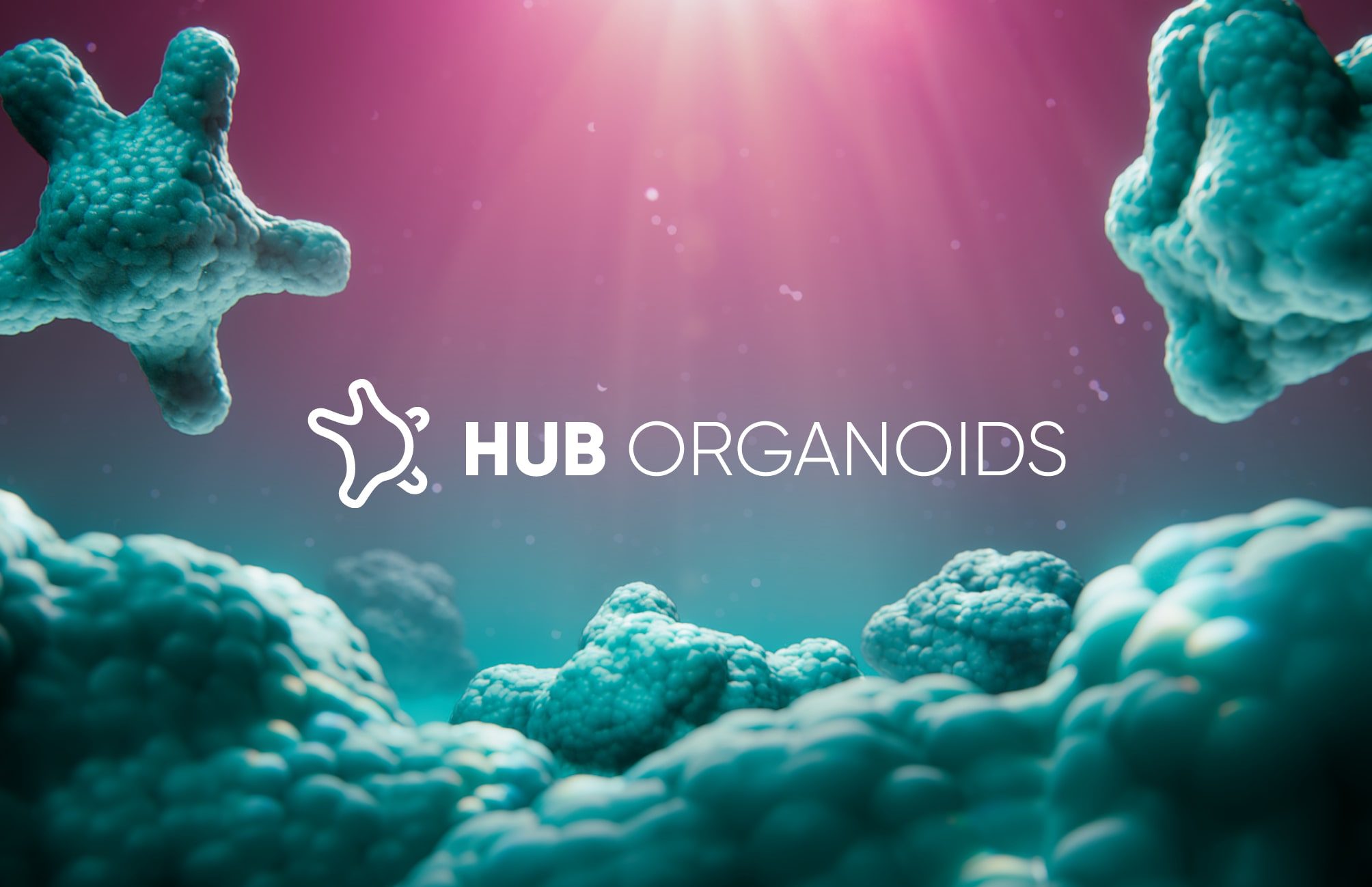 This image shows HUB Organoids' logo and icon in front of organoid back drop 