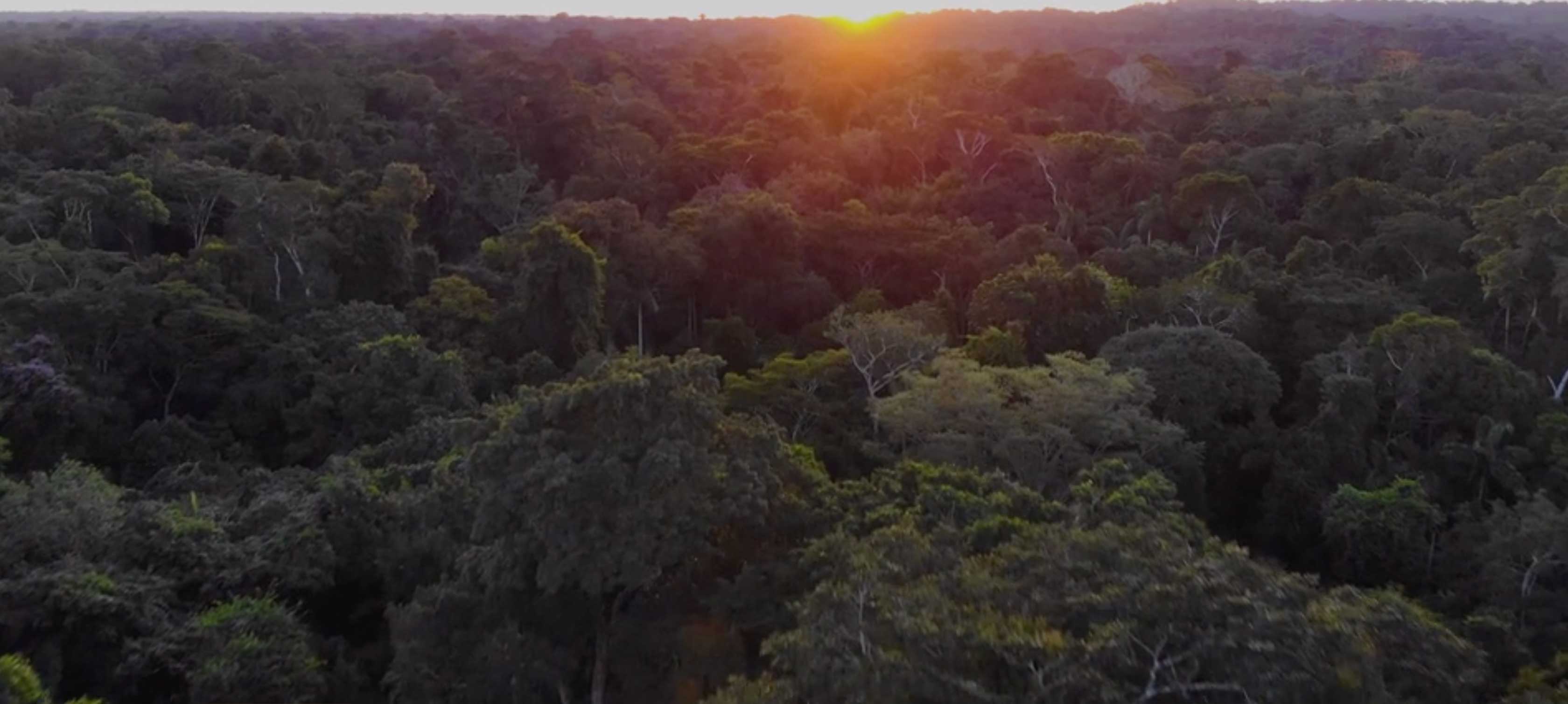 This image shows a drone shot of the Amazon Jungle in sunset
