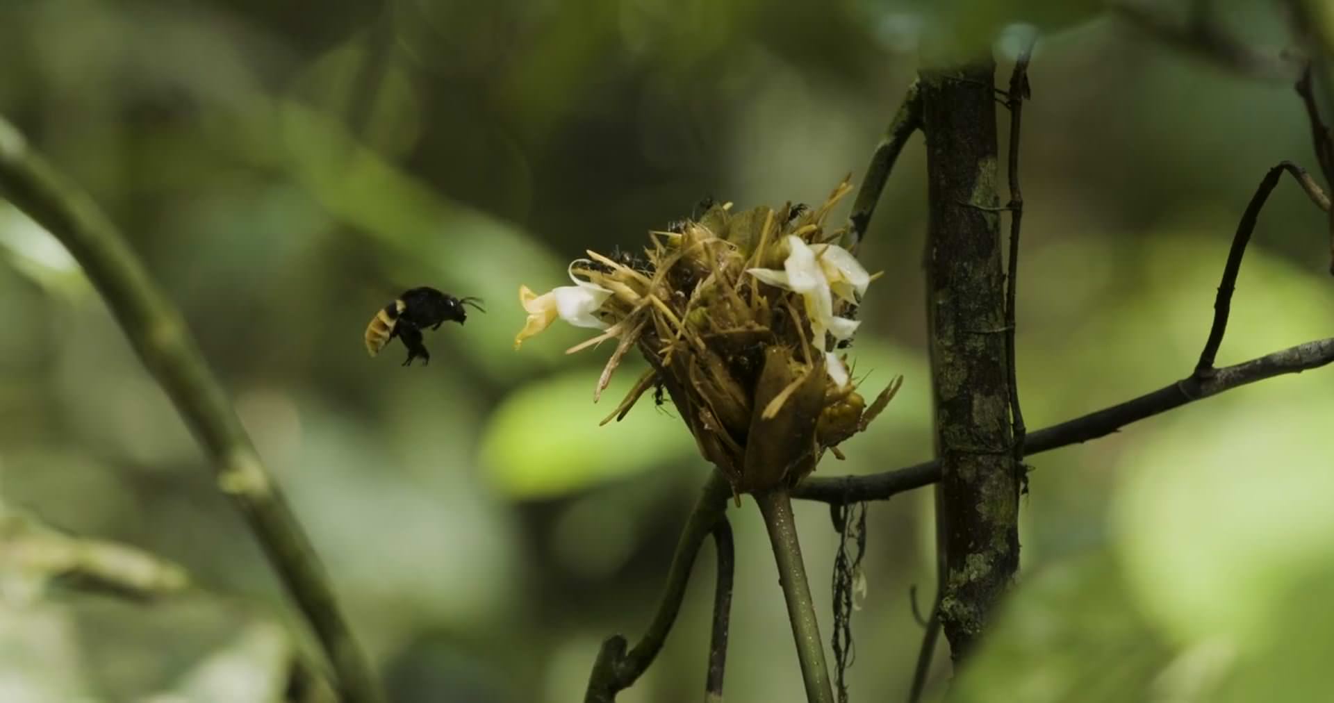 This image shows a bee flying towards a flower as part of junglekeepers film