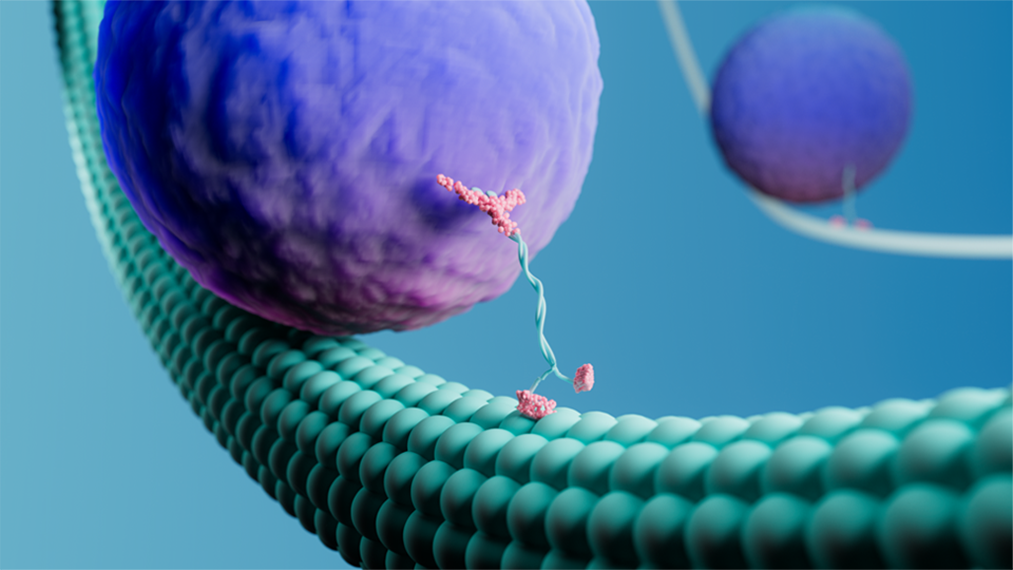3D animation of cellular structure and transport for LUMICKS