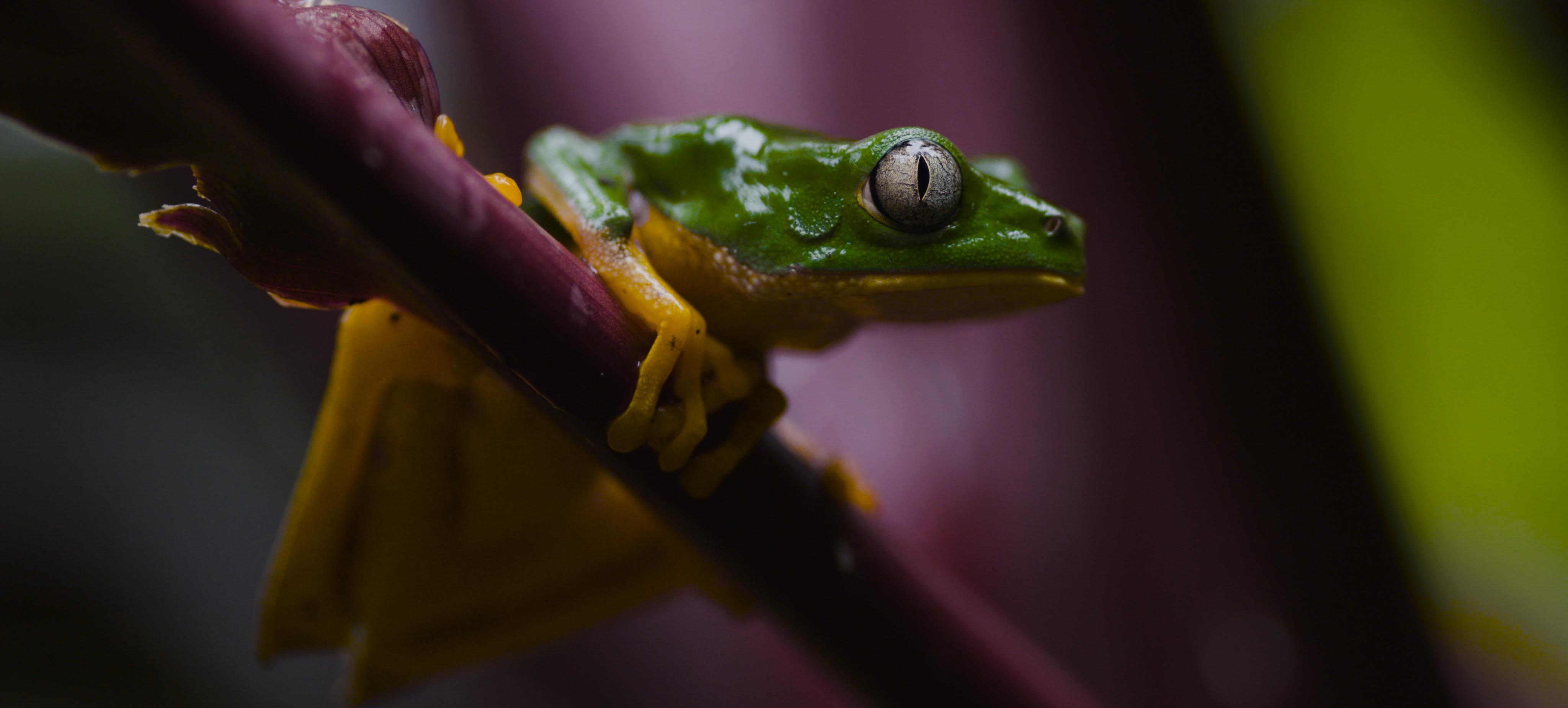 This image shows a green and yellow frog against a purple background in the jungle 