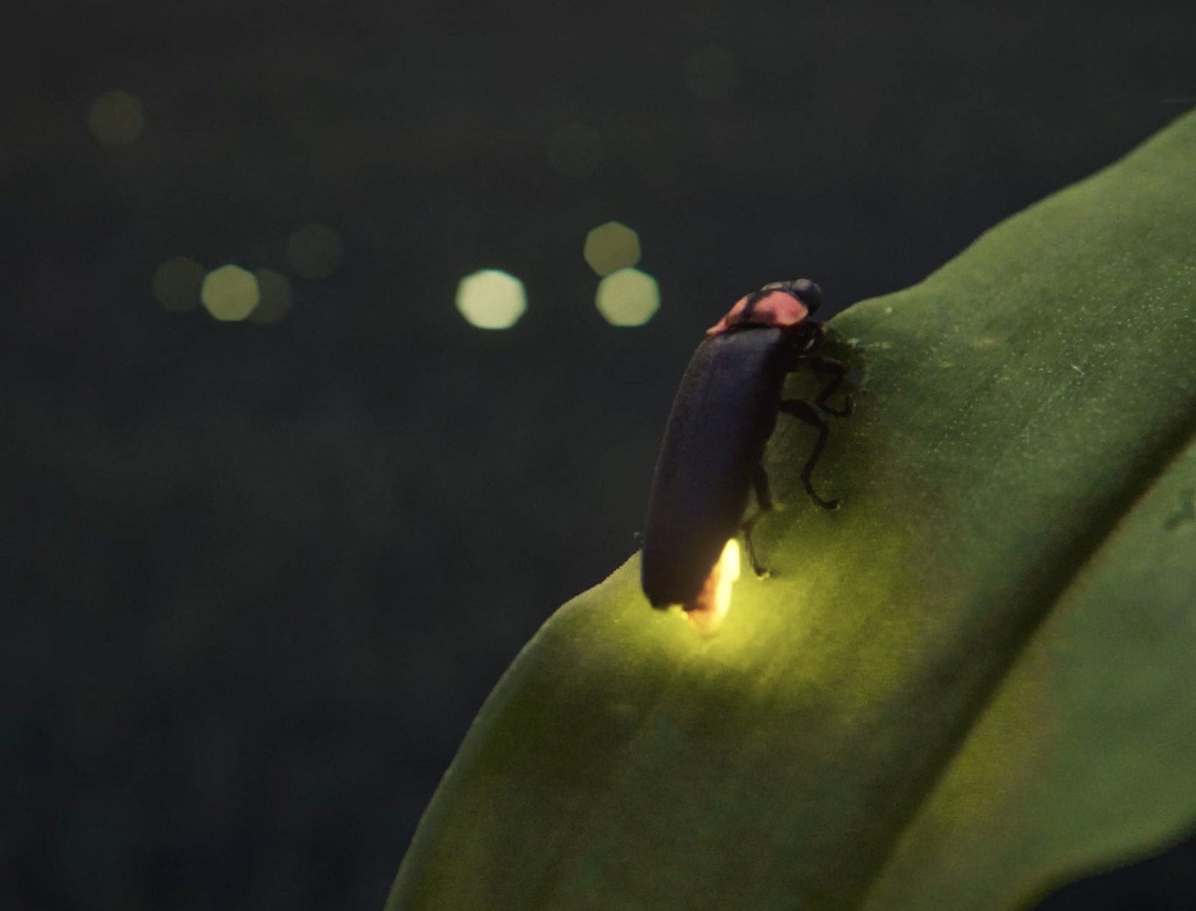 This image shows a firefly giving light on a green leaf