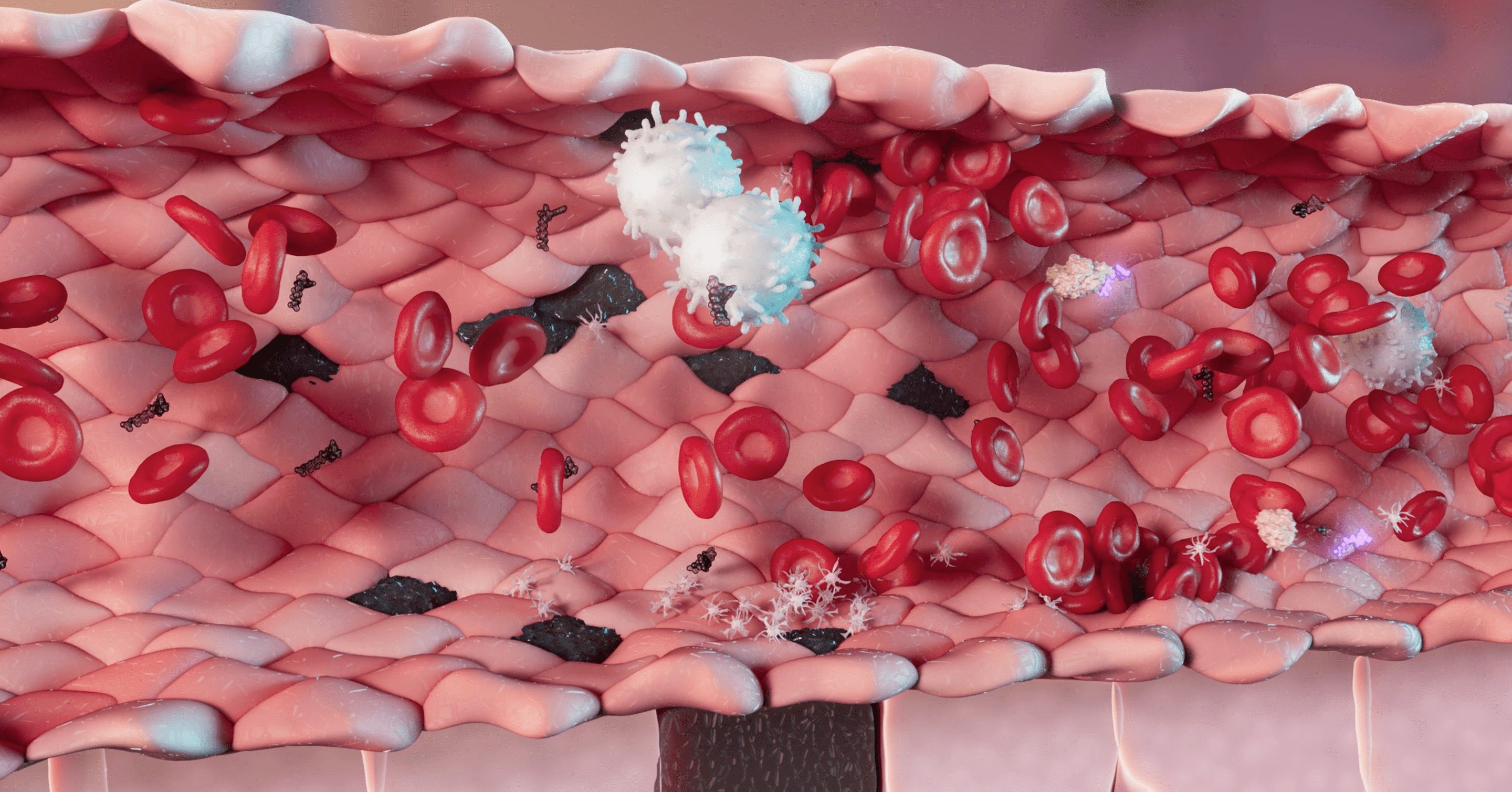 This image shows a 3D reconstruction of a blood vessel with red and white blood cells, platelets and damps and pamps 