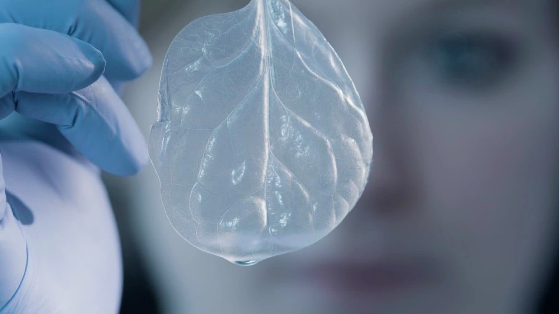 This image shows a female model holding a leaf as part of Pharmacology film for university of utrecht 