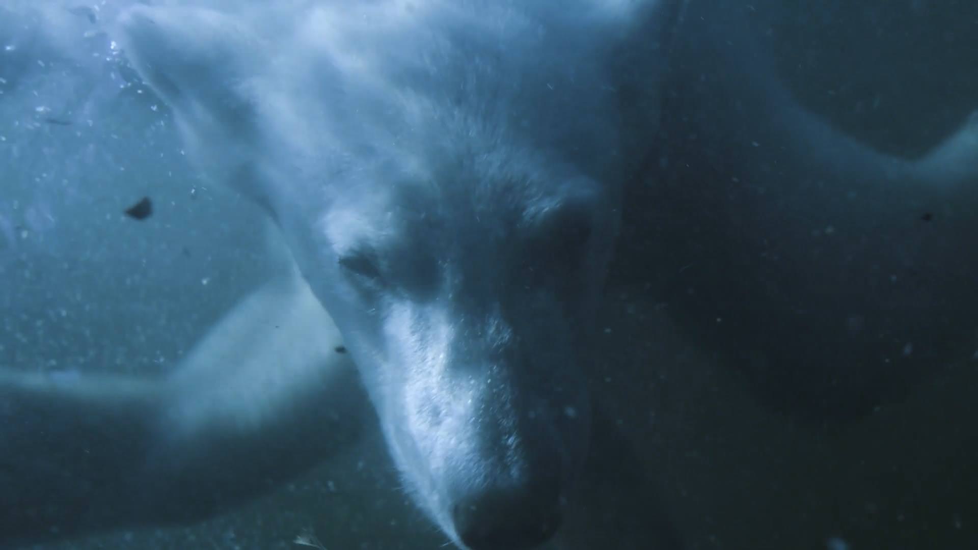 This image shows a polar bear swimming in water 