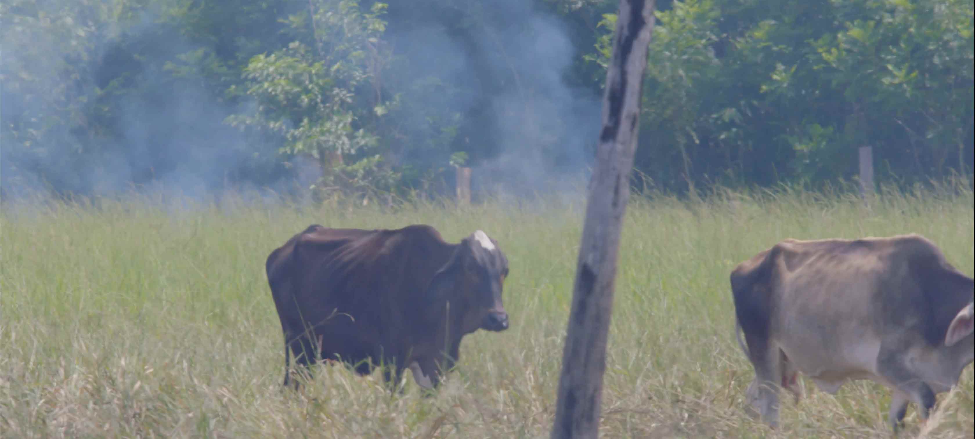 This image shows cows in the burning jungle