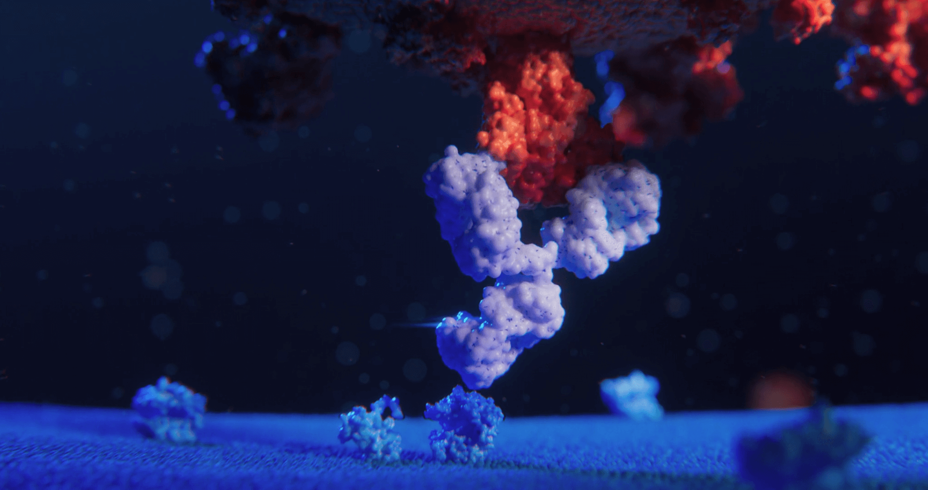 This image shows a 3D animation of an antibody avoiding the attachment of the spike protein to a receptor on a human cell