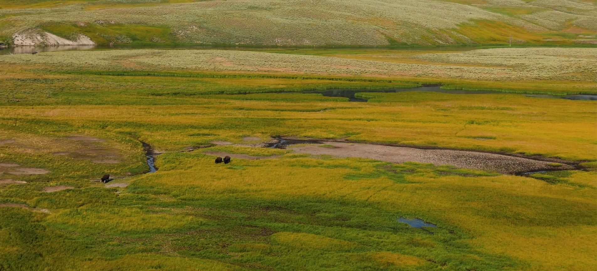 This image shows bisons grazing at Yellowstone National Park